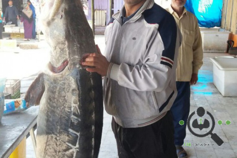 ماهی فروشی ندیم در بندر ترکمن
