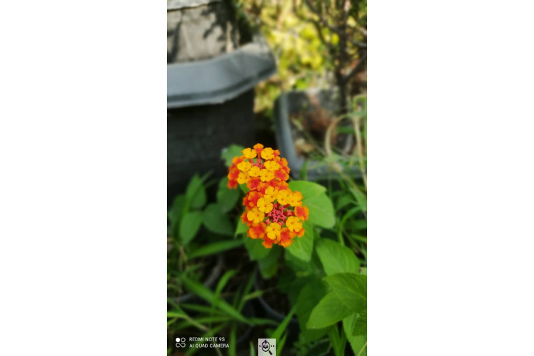 گل و گلدان عباسی در ساری