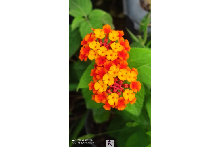 گل و گلدان عباسی در ساری