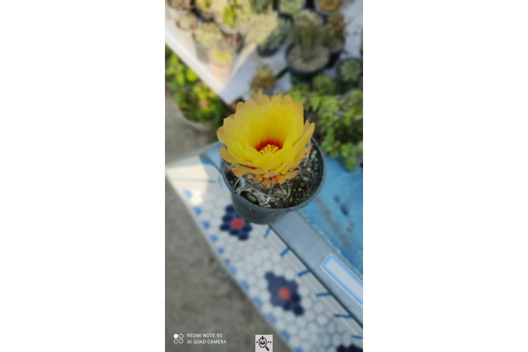گل و گلدان عباسی در ساری