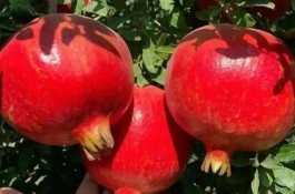 صادرات میوه و تره بار انگور انار یاقوت سبز در کاشمر