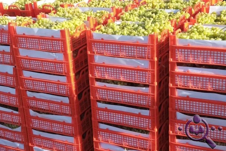صادرات میوه و تره بار انگور انار یاقوت سبز در کاشمر