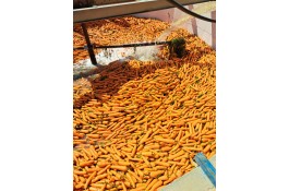 شرکت پخش هویج شویی پردیس در شیراز 