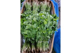 صادرات صیفی جات و سبزیجات بهمنش در دزفول