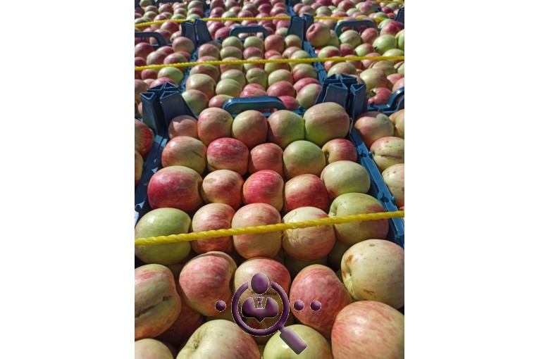 بازرگانی صادرات میوه هیمن مامه شیخ در اشنویه