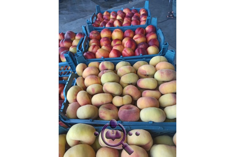 بازرگانی صادرات میوه هیمن مامه شیخ در اشنویه