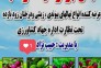 نهالستان برتر حبیب نژاد در میاندوآب