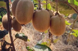خرید و فروش و صادرات میوه شفیعی در تنکابن 