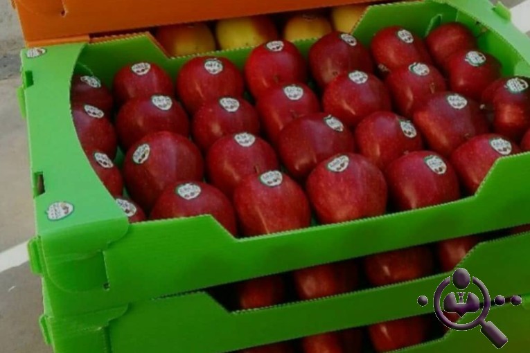 صادرات سیب زرین شنو در اشنویه