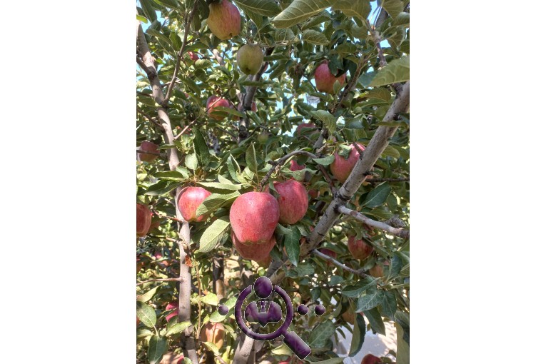صادرات میوه و تره بار سبلان در تبریز