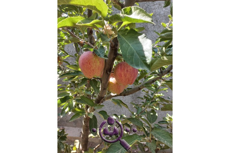 صادرات میوه و تره بار سبلان در تبریز