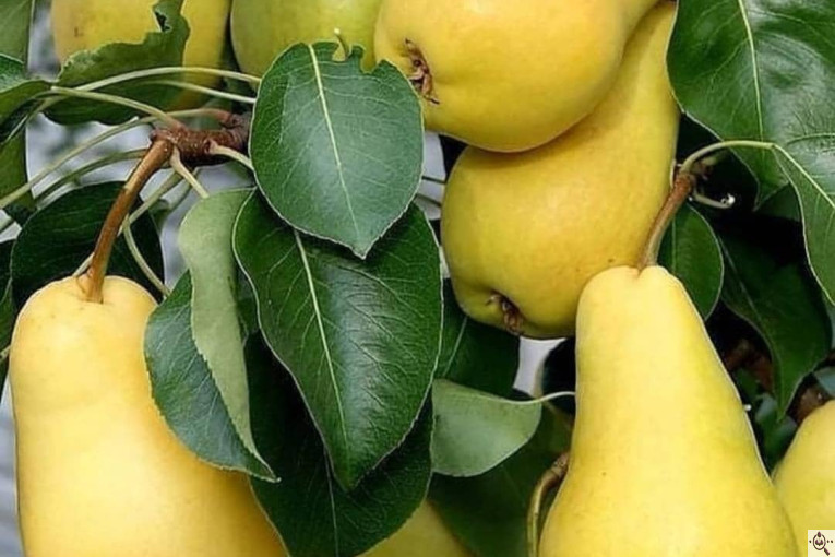 بارفروشی میوه و تره بار فرشاد صادقی در اهواز