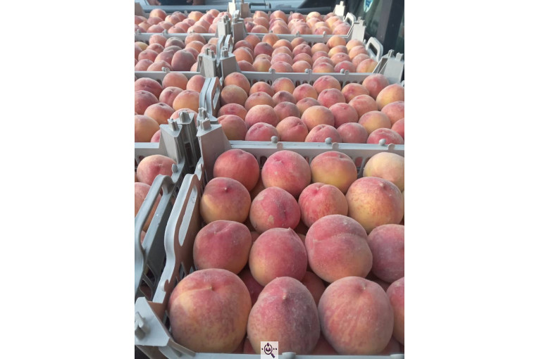 بارفروشی میوه و تره بار فرشاد صادقی در اهواز