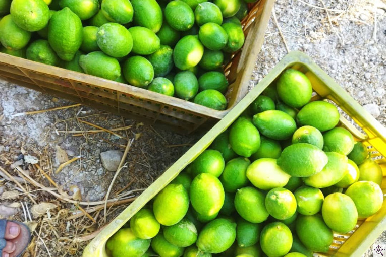 بارفروشی میوه و تره بار فرشاد صادقی در اهواز