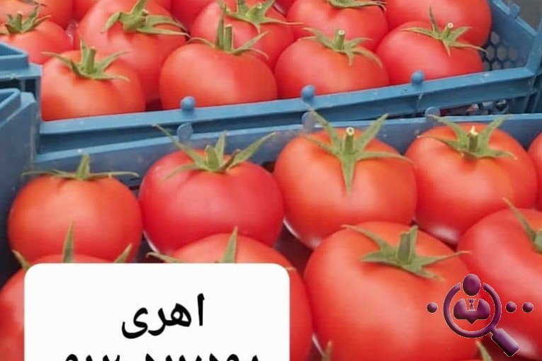 صادرات میوه و تره بار مرتضی اهری در تهران 
