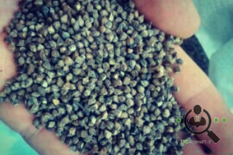 شرکت رویش سبز گلخانه ارسلان (گیاهان دارویی) در فسا