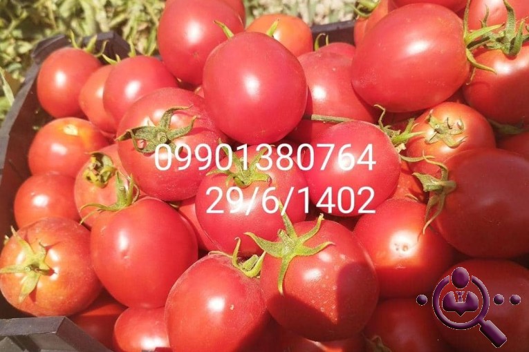 صادرات میوه و تره بار احمد زارع در مرودشت شیراز