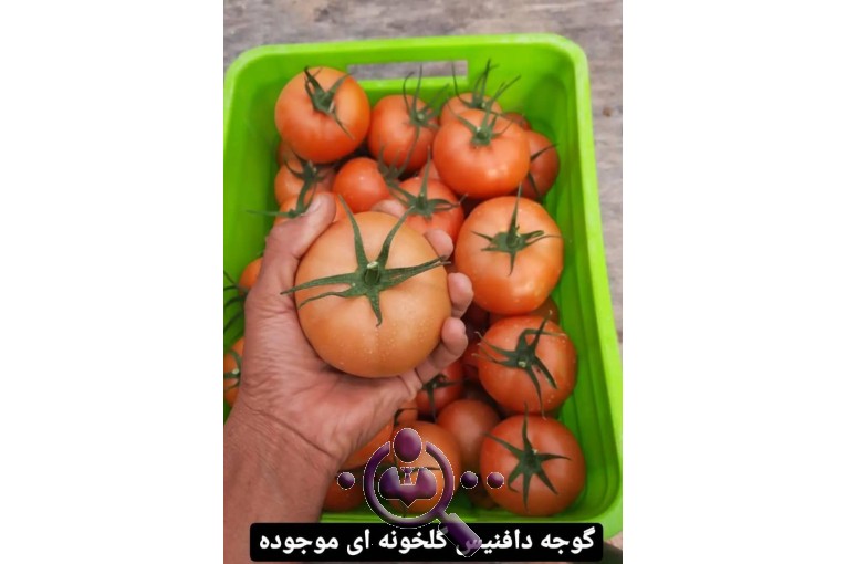 صادرات سبزیجات و صیفی جات عیسی پره در دزفول