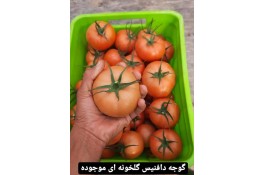 صادرات سبزیجات و صیفی جات عیسی پره در دزفول