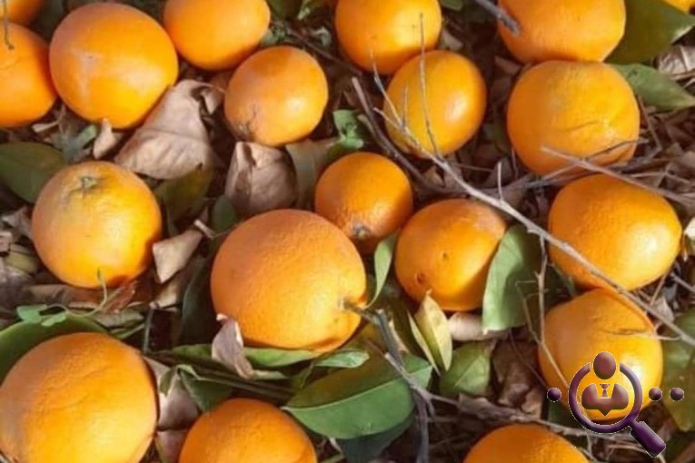 بازرگانی و صادرات میوه و تره بار محمد سالاری در جیرفت