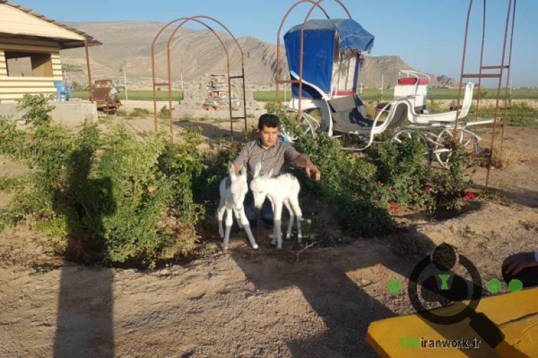 باشگاه سوارکاری یاشار در مرودشت