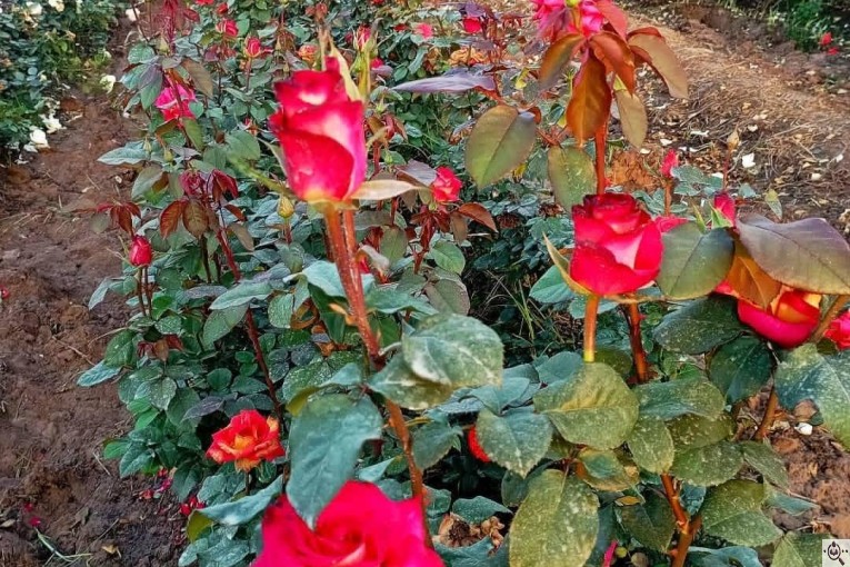 نهالستان گل بستان در دزفول