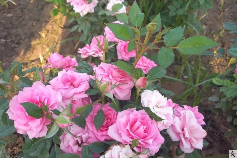 نهالستان گل بستان در دزفول