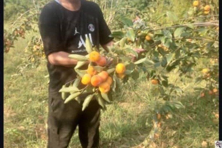 نهالستان سبز حیدری در سراوان رشت