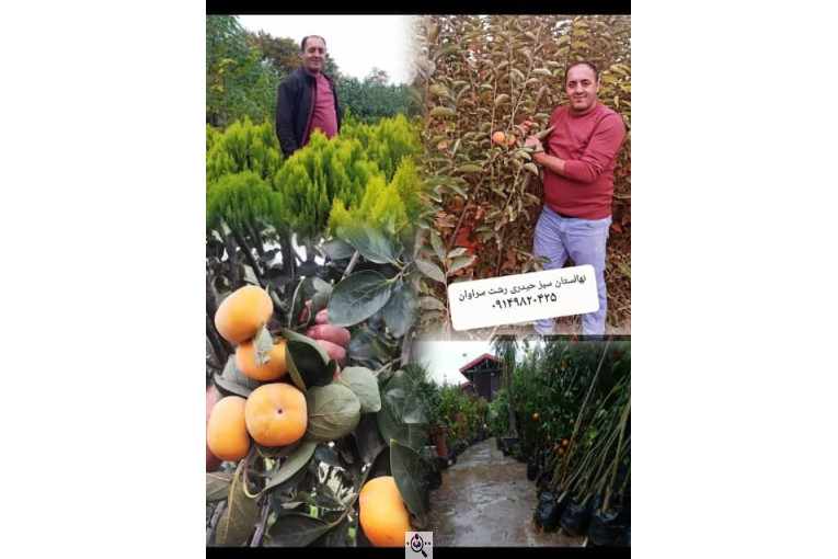 نهالستان سبز حیدری در سراوان رشت