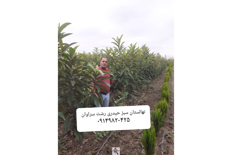 نهالستان سبز حیدری در سراوان رشت