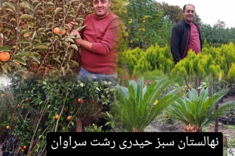 نهالستان سبز حیدری در سراوان رشت