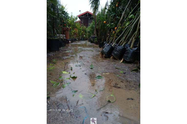 نهالستان سبز حیدری در سراوان رشت