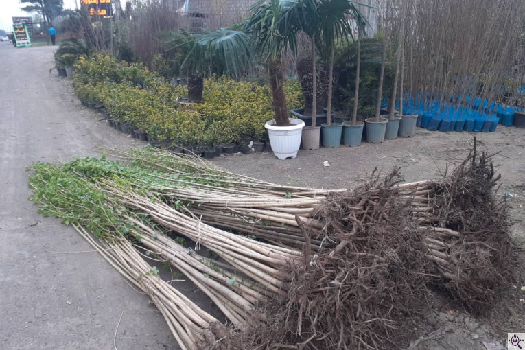 نهالستان سبز حیدری در سراوان رشت