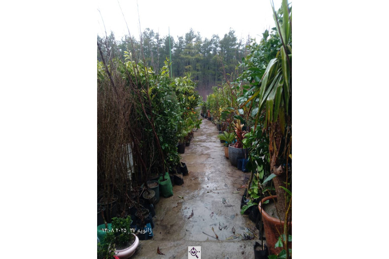 نهالستان سبز حیدری در سراوان رشت