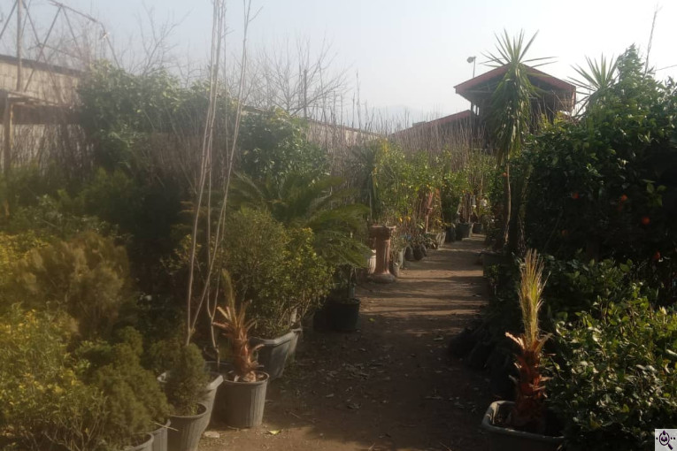 نهالستان سبز حیدری در سراوان رشت