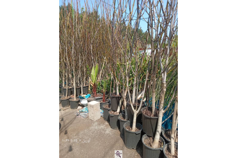 نهالستان سبز حیدری در سراوان رشت