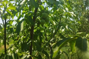 نهالستان آرمان سبز در میاندوآب