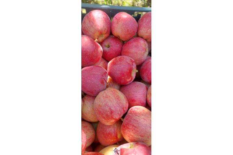 بازرگانی و صادرات میوه آناتا سیب