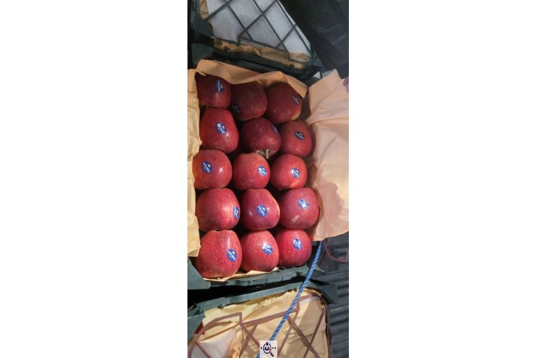بازرگانی و صادرات میوه آناتا سیب
