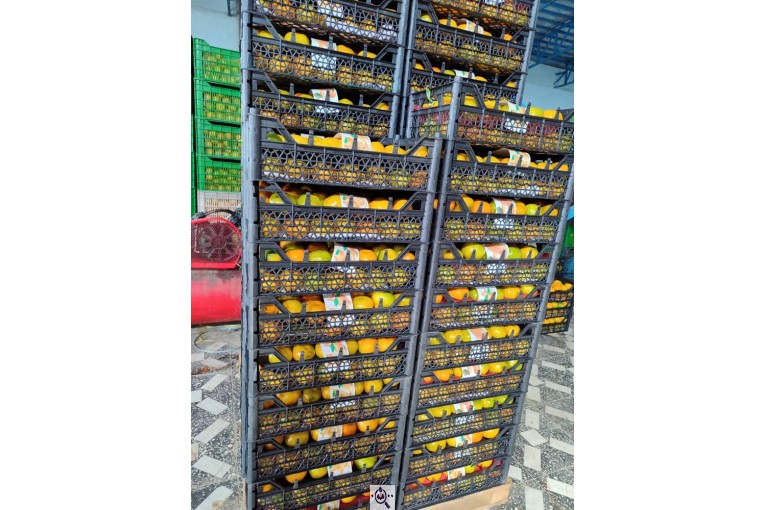 صادرات میوه و تره بار شایانی در نورآباد فارس
