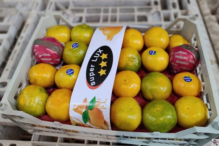 صادرات میوه و تره بار شایانی در نورآباد فارس