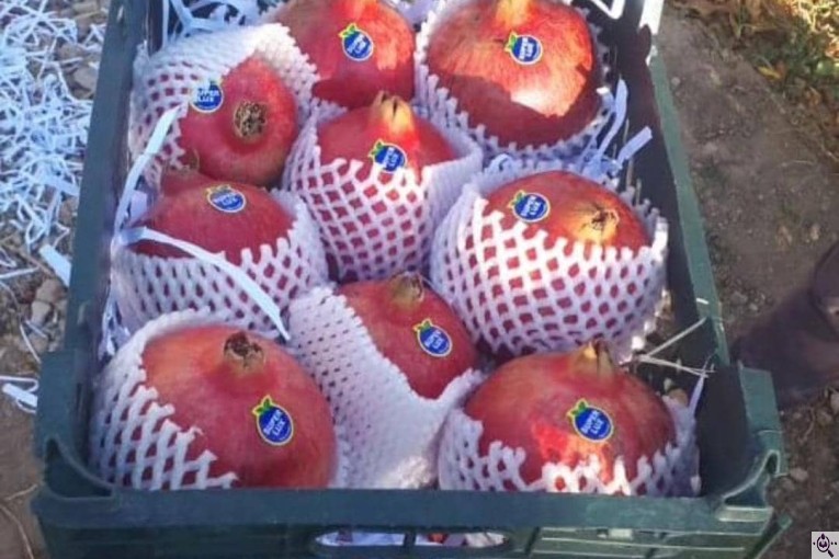 شرکت بازرگانی صادرات میوه آراز آسیا در نقده