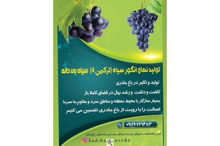 تولید کننده نهال انگور سیاه باغ انگور باستان در رزن همدان