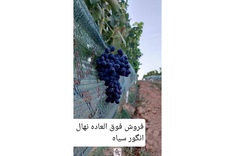 تولید کننده نهال انگور سیاه باغ انگور باستان در رزن همدان