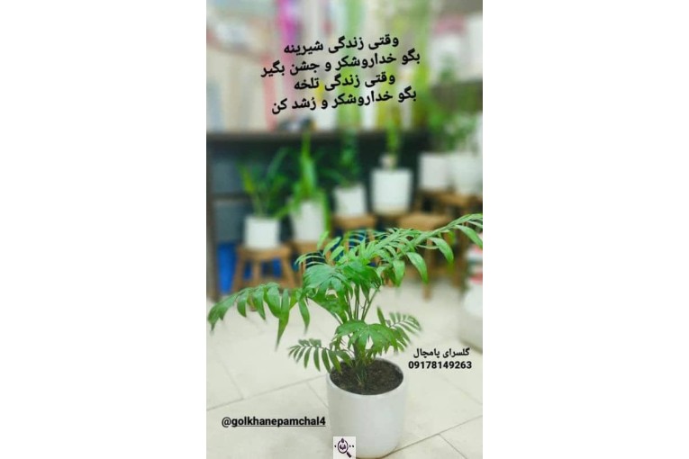 گلکده یاس لند در چابکسر