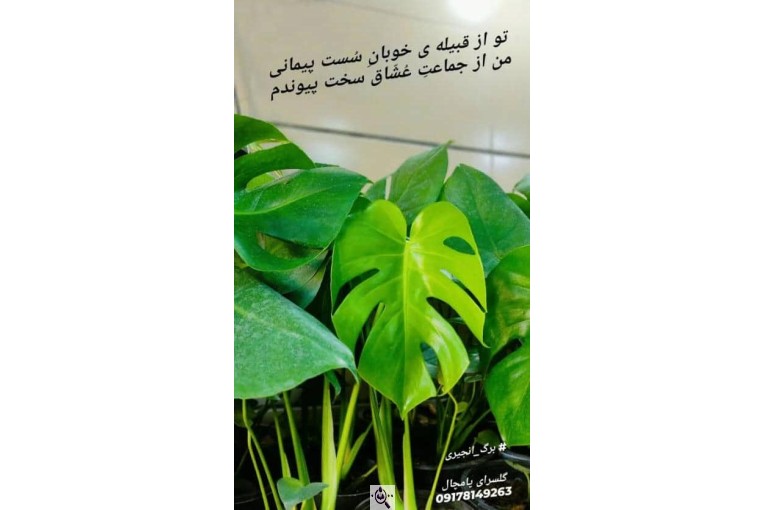 گلکده یاس لند در چابکسر