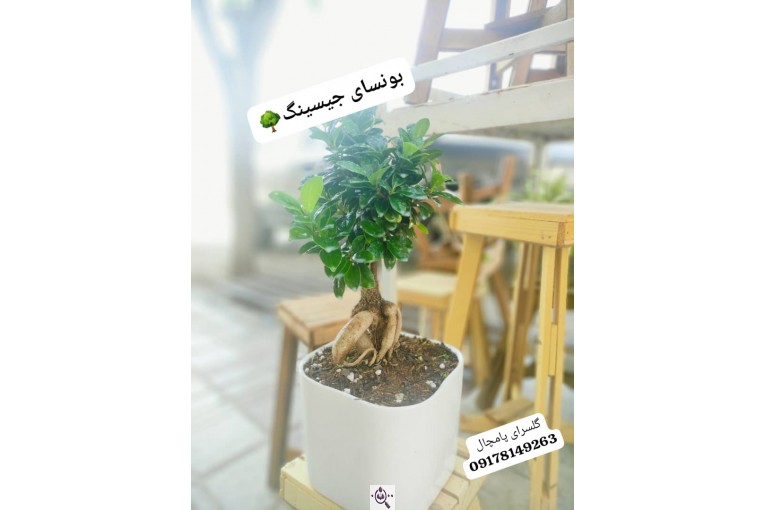 گلسرای پامچال در شیراز