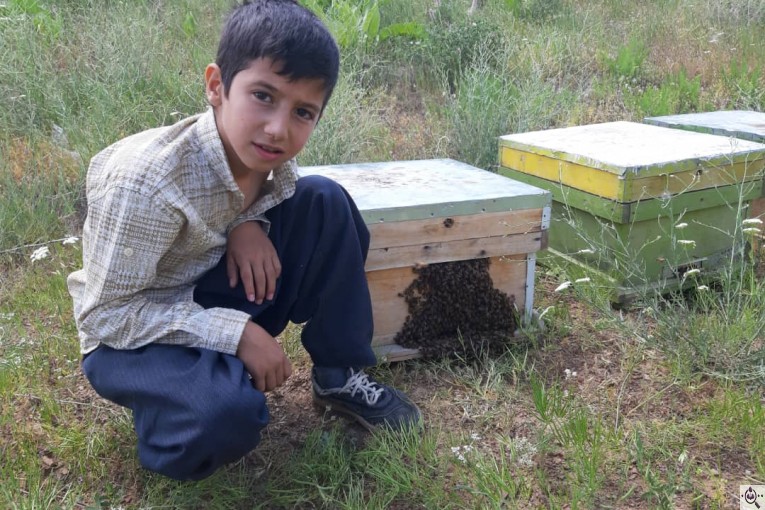 فروش عسل طبیعی یاسا تعاونی زنبورداران مریوان