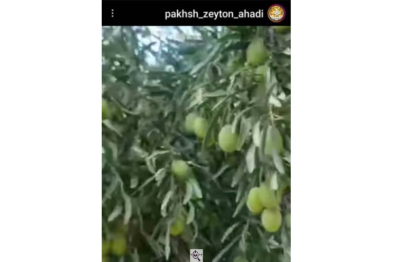 زیتون پرورده بهمن در لاهیجان