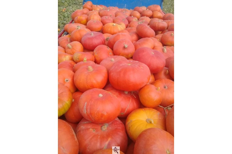 صادرات میوه تره بار سیب زمینی و صیفی جات جواد خلج در همدان